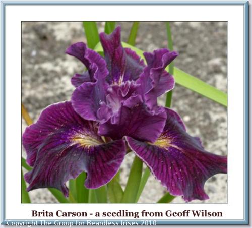 Brita Carson - a seedling from Geoff Wilson replacement copy
